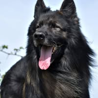 Oudduitse herder kennel Van Chika's Erf