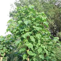Plantenkwekerij Schout
