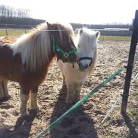 Pony-Partijtjes Almere