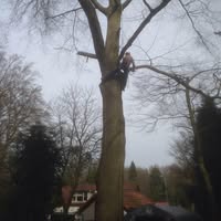 Pruning boomverzorging